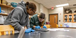 Two students wearing blue gloves in a science lab, closely examining a specimen on a dissection tray, focusing intently on their task.