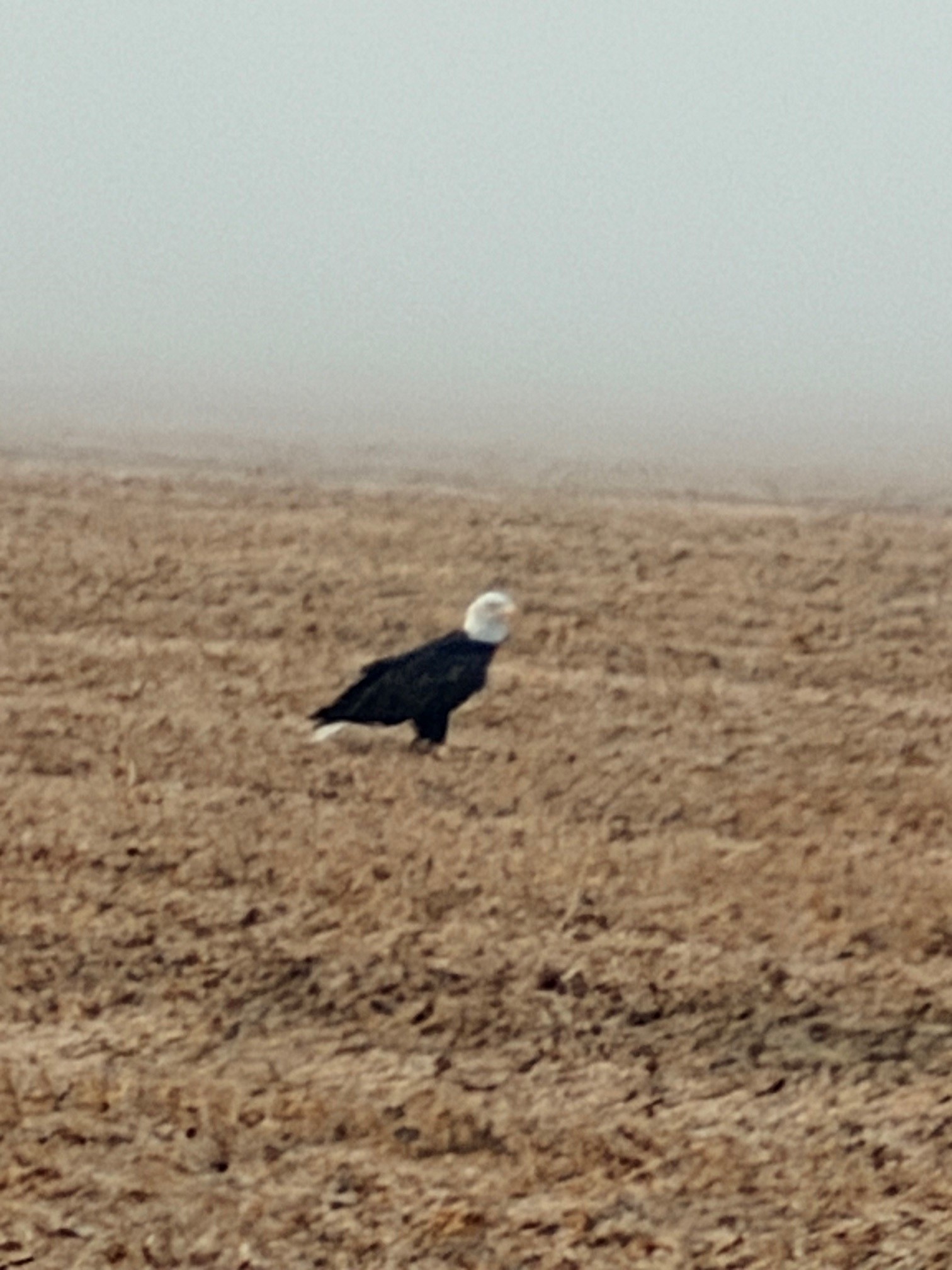 A bald eagle in a field in Bolivar County, Mississippi.