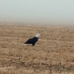 A bald eagle in a field in Bolivar County, Mississippi.